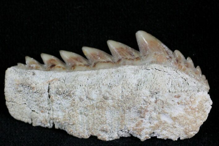 Fossil Cow Shark (Notorynchus) Tooth - Morocco #24510